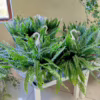 Paproć nefrolepis (Nephrolepis ‘Green Lady’) 35-45cm