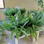 Paproć nefrolepis (Nephrolepis 'Green Lady') 40cm