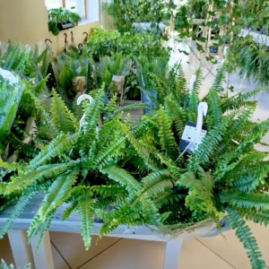 Paproć nefrolepis (Nephrolepis 'Green Lady') 40cm