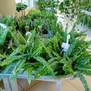 Paproć nefrolepis (Nephrolepis 'Green Lady') 40cm