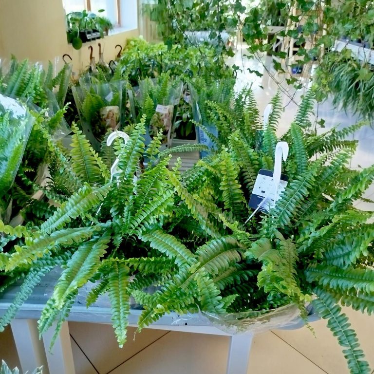 Paproć nefrolepis (Nephrolepis 'Green Lady') 40cm