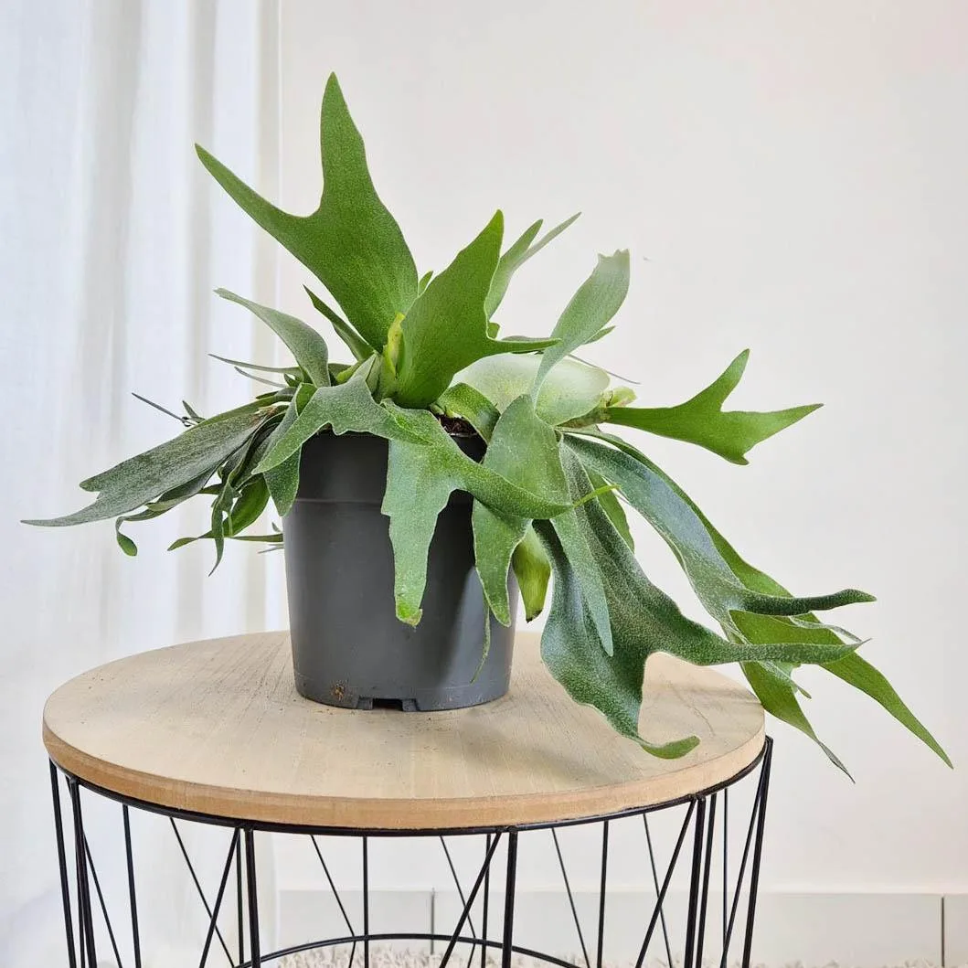 Paproć płaskla łosioroga (Platycerium bifurcatum) 30cm