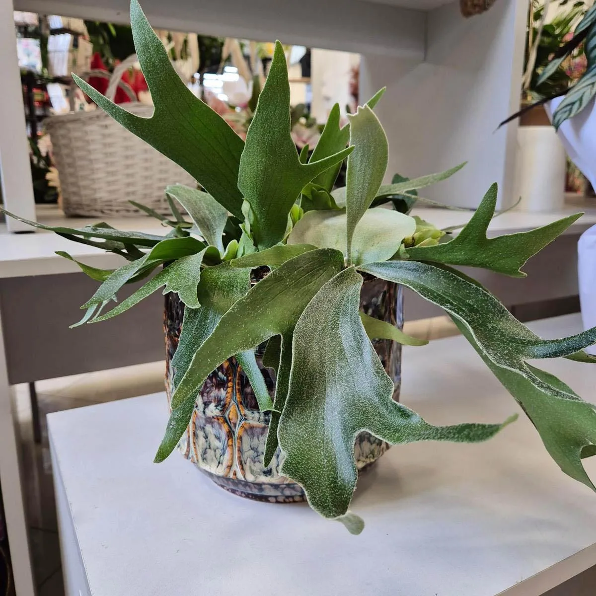 Paproć płaskla łosioroga (Platycerium bifurcatum) 30cm