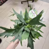 Paproć płaskla łosioroga (Platycerium bifurcatum) 30-35cm