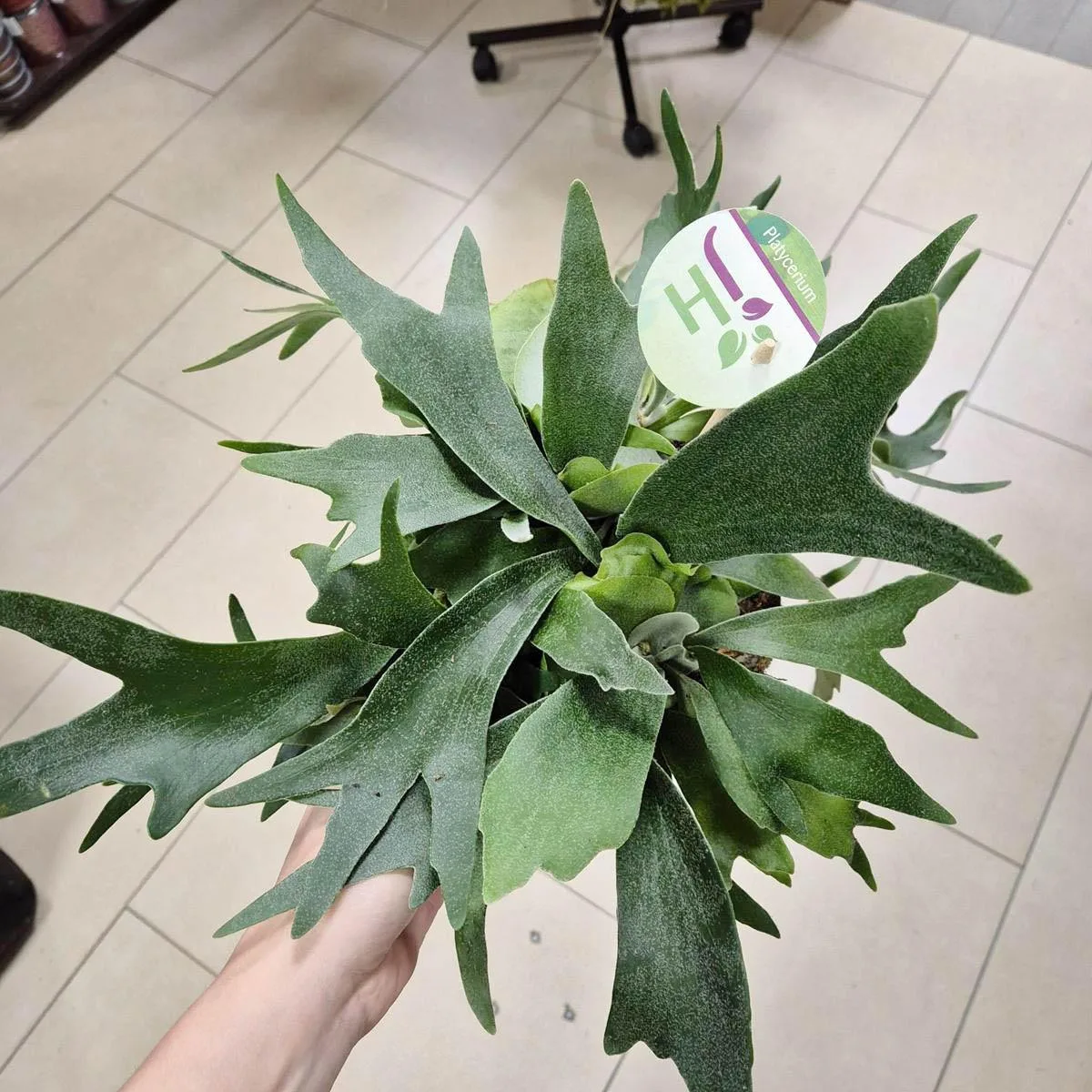 Paproć płaskla łosioroga (Platycerium bifurcatum) 30cm