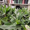 Paproć płaskla łosioroga (Platycerium bifurcatum) 30-35cm
