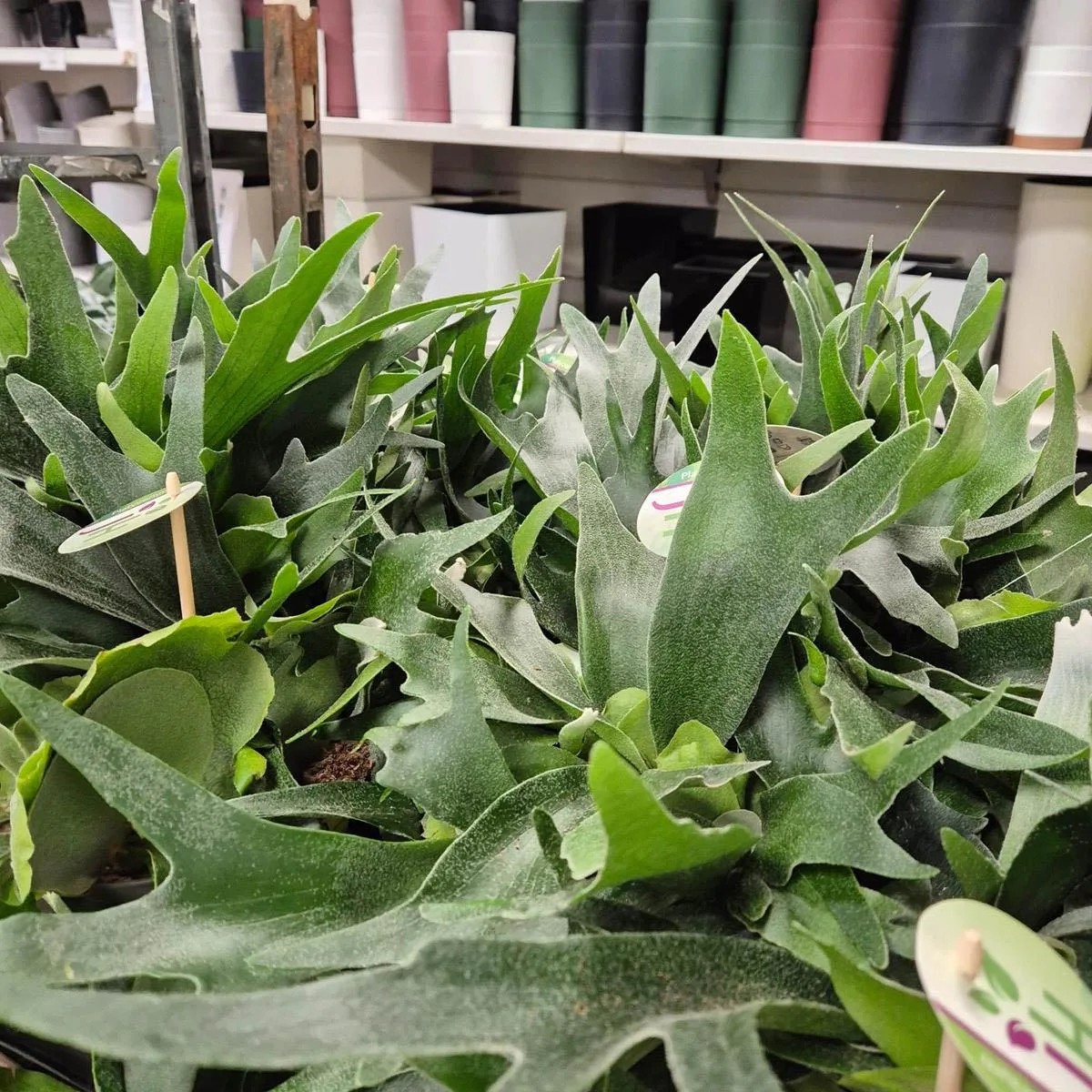 Paproć płaskla łosioroga (Platycerium bifurcatum) 30cm