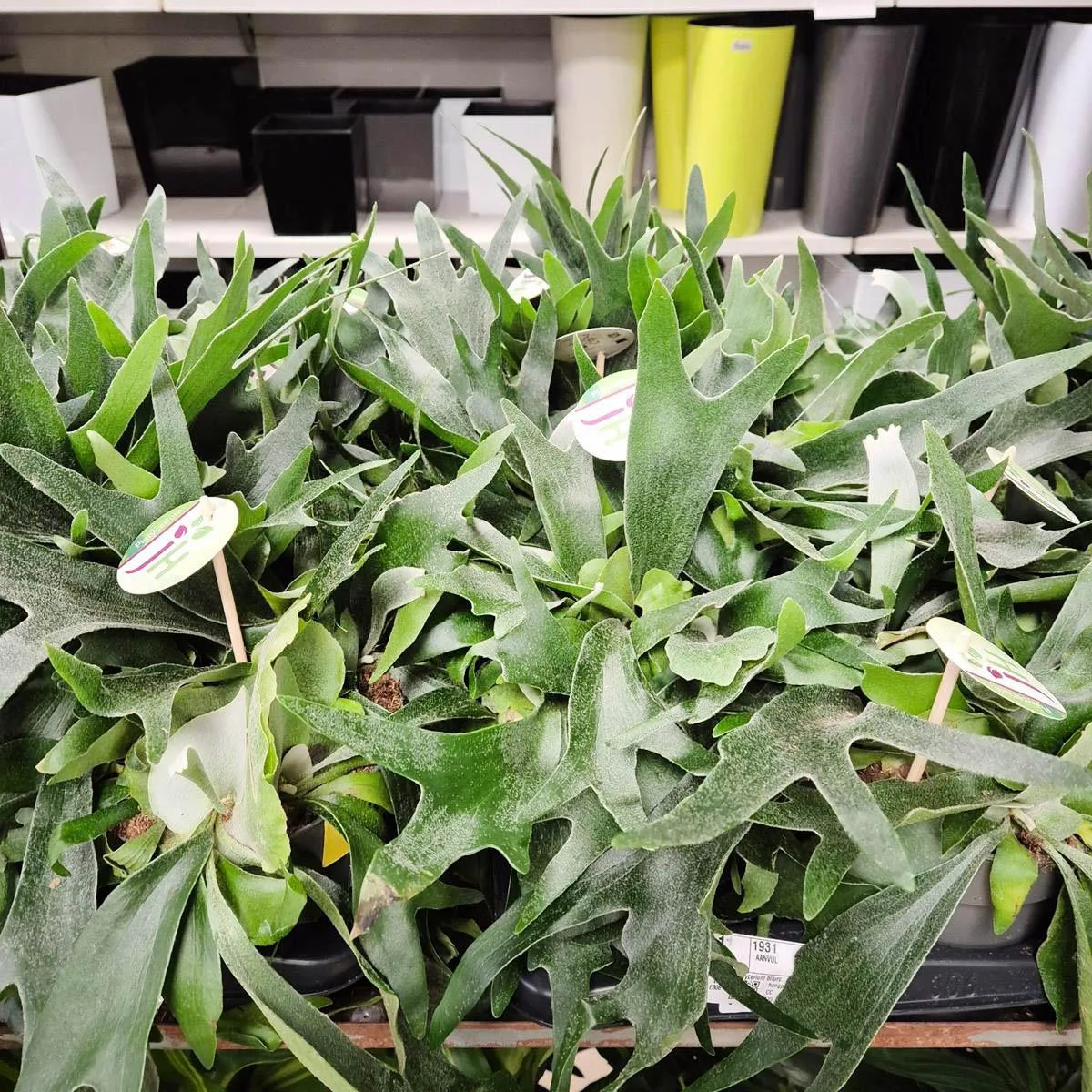 Paproć płaskla łosioroga (Platycerium bifurcatum) 30cm