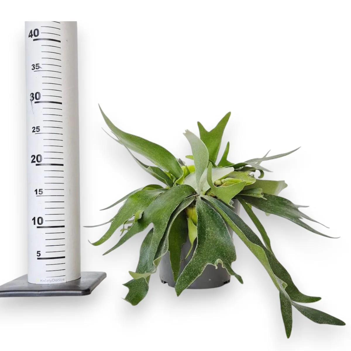 Paproć płaskla łosioroga (Platycerium bifurcatum) 30cm