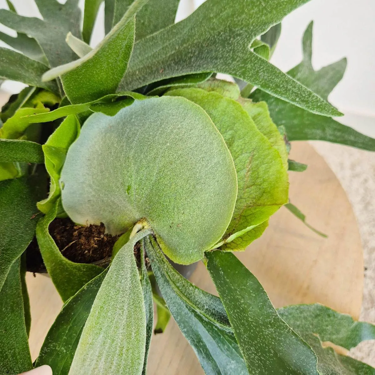 Paproć płaskla łosioroga (Platycerium bifurcatum) 30cm