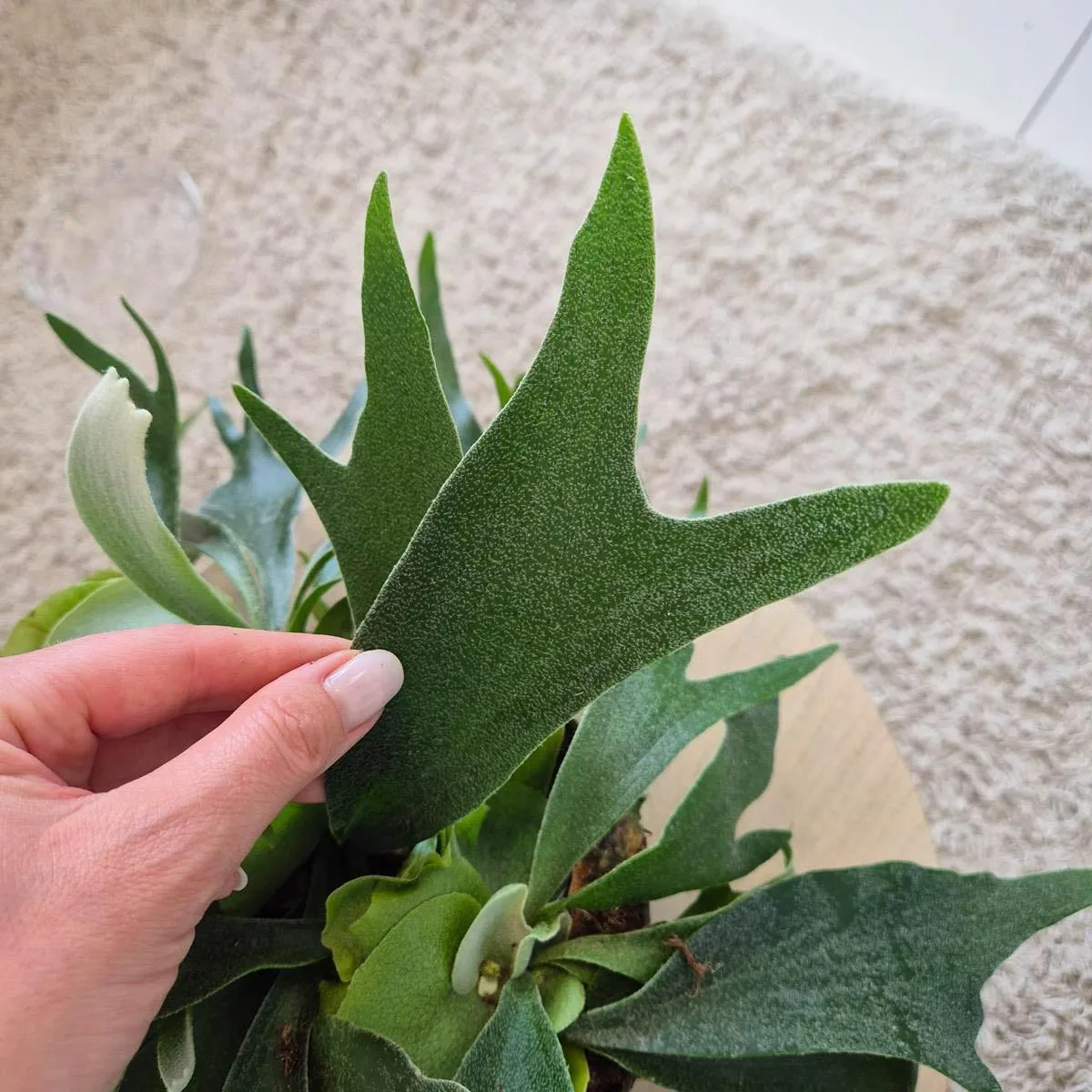 Paproć płaskla łosioroga (Platycerium bifurcatum) 30cm