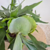 Paproć płaskla łosioroga (Platycerium bifurcatum) 30-35cm