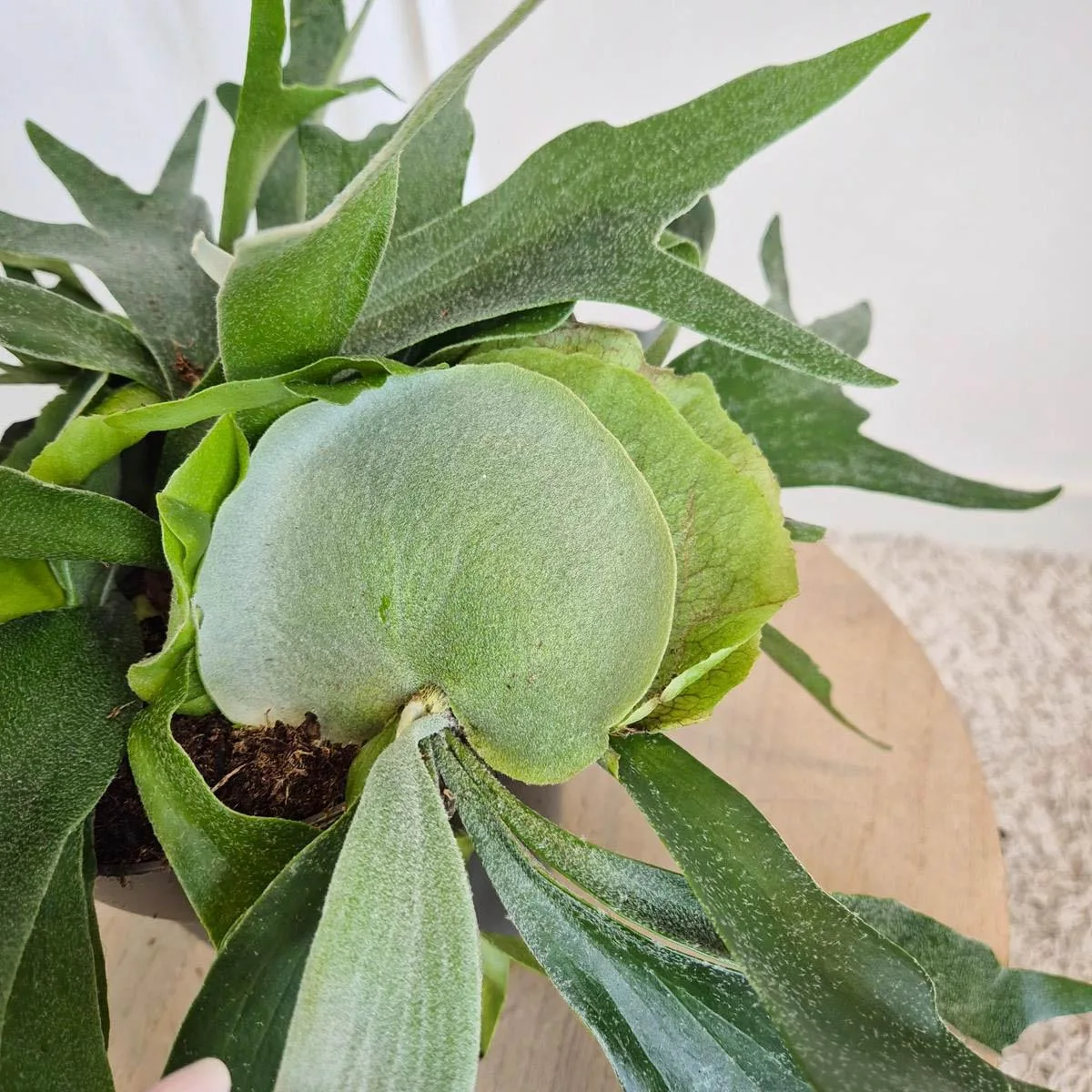 Paproć płaskla łosioroga (Platycerium bifurcatum) 30cm