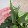 Paproć płaskla łosioroga (Platycerium bifurcatum) 30-35cm