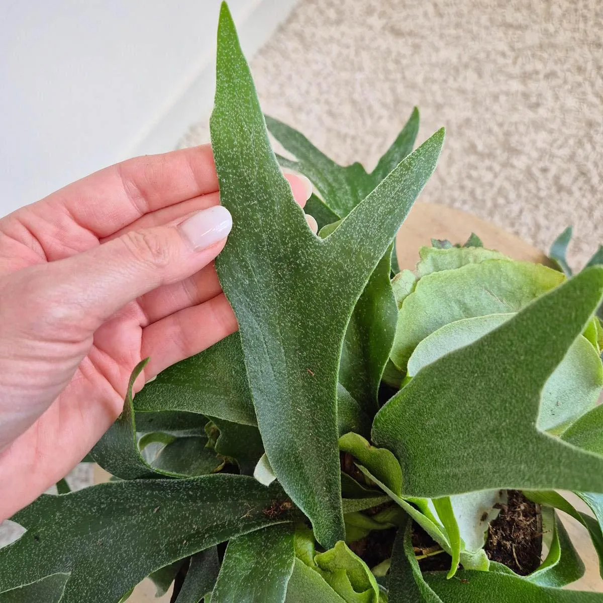 Paproć płaskla łosioroga (Platycerium bifurcatum) 30cm