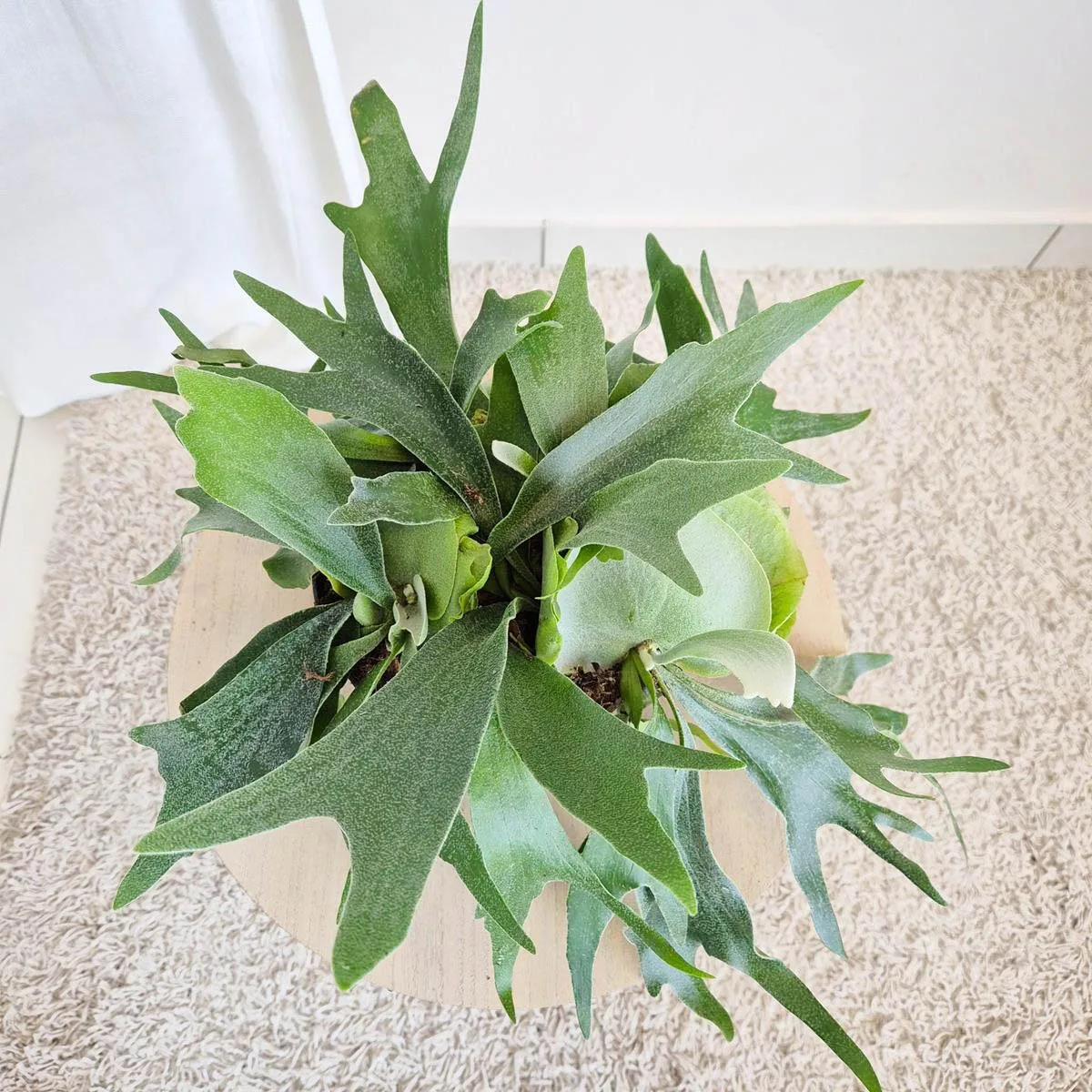 Paproć płaskla łosioroga (Platycerium bifurcatum) 30cm