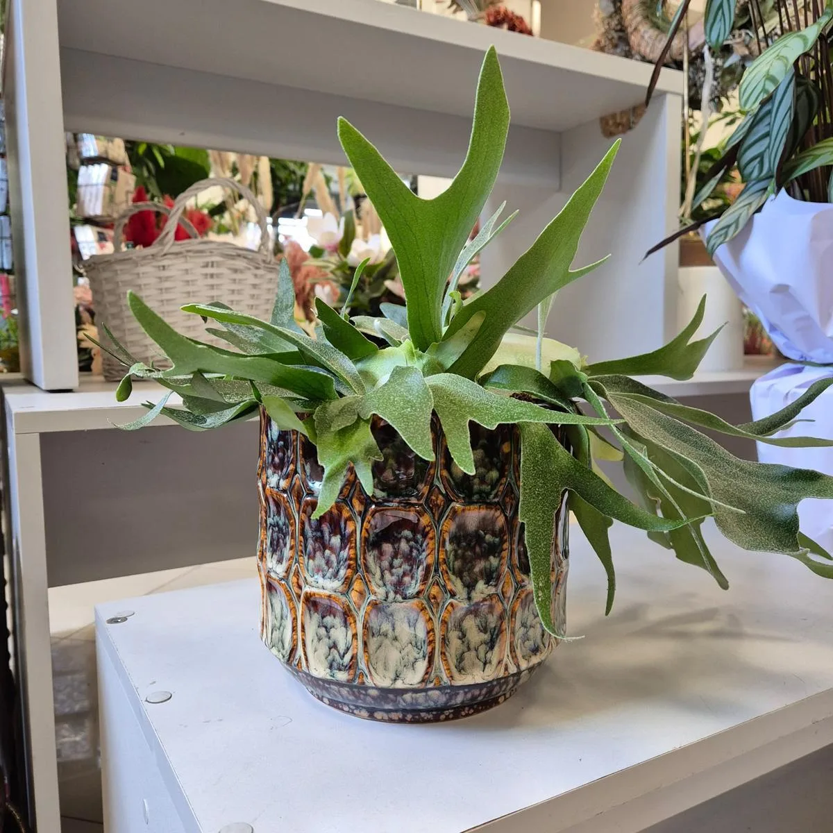 Paproć płaskla łosioroga (Platycerium bifurcatum) 30cm