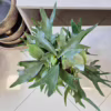 Paproć płaskla łosioroga (Platycerium bifurcatum) 30-35cm