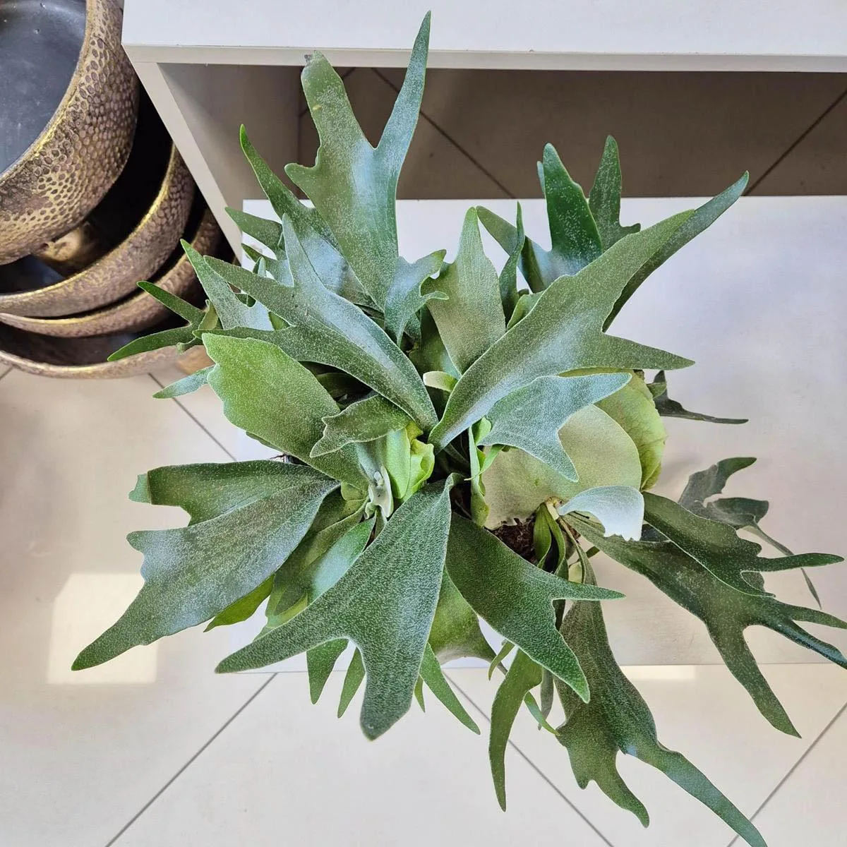 Paproć płaskla łosioroga (Platycerium bifurcatum) 30cm