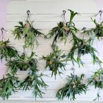 Paproć płaskla łosioroga (Platycerium bifurcatum) 45cm