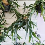 Paproć płaskla łosioroga (Platycerium bifurcatum) 45cm