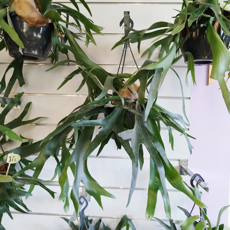 Paproć płaskla łosioroga (Platycerium bifurcatum) 45cm