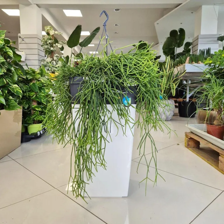 Patyczak ripsalis (Rhipsalis Heteroclada) 30cm