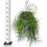 Patyczak, ripsalis (Rhipsalis Heteroclada) 70cm
