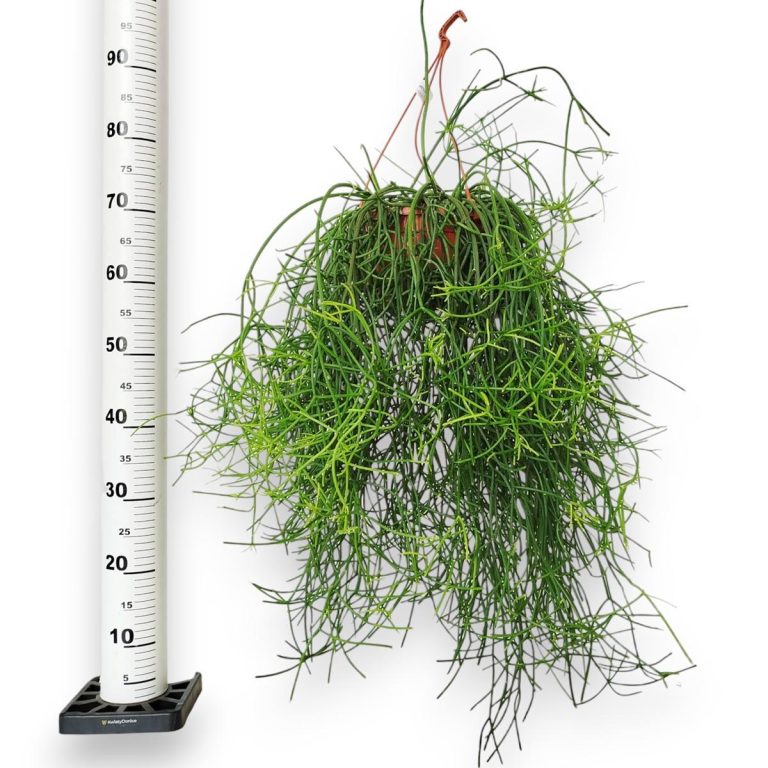 Patyczak, ripsalis (Rhipsalis Heteroclada) 70cm