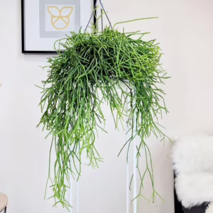 Patyczak ripsalis (Rhipsalis Heteroclada) 30cm