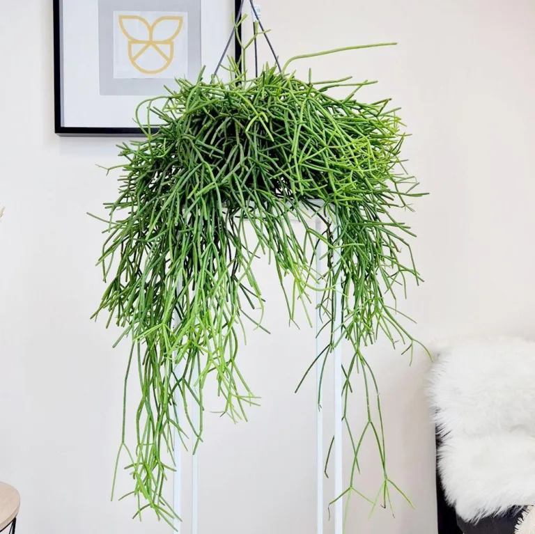 Patyczak ripsalis (Rhipsalis Heteroclada) 30cm