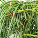 Patyczak, ripsalis (Rhipsalis Heteroclada) 70cm