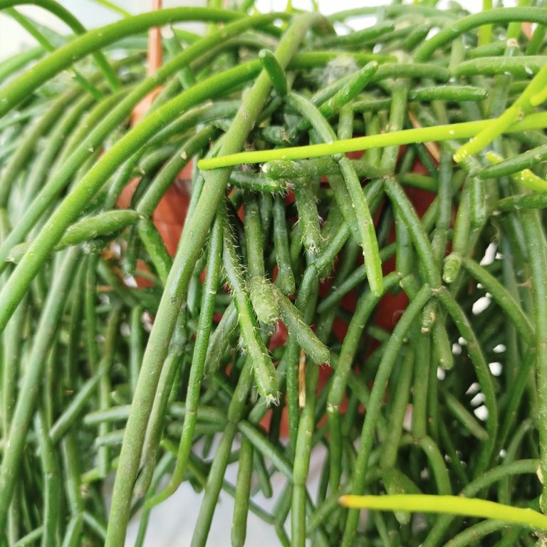 Patyczak, ripsalis (Rhipsalis Heteroclada) 70cm