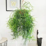 Patyczak, ripsalis (Rhipsalis Heteroclada) 70cm