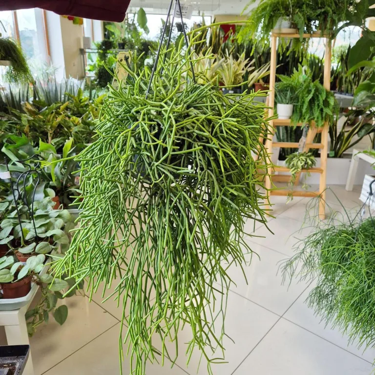 Patyczak ripsalis (Rhipsalis Heteroclada) 30cm