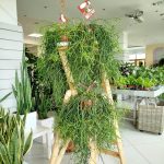 Patyczak, ripsalis (Rhipsalis Heteroclada) 70cm