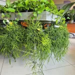 Patyczak ripsalis (Rhipsalis Heteroclada) 30cm