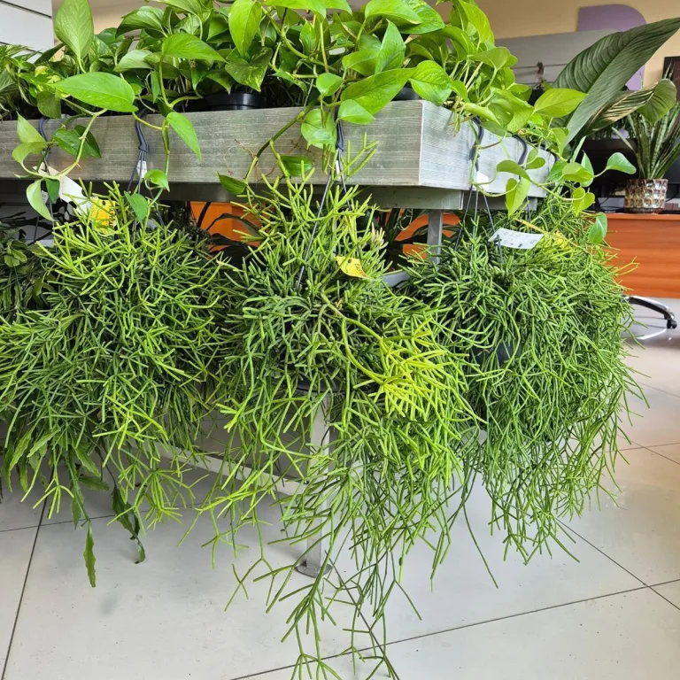 Patyczak ripsalis (Rhipsalis Heteroclada) 30cm