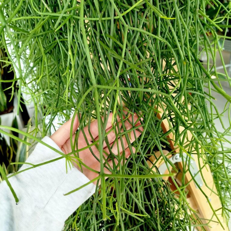 Patyczak, ripsalis (Rhipsalis Heteroclada) 70cm