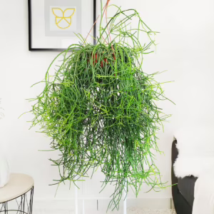 Patyczak, ripsalis (Rhipsalis Heteroclada) 70-80cm