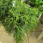 Patyczak ripsalis (Rhipsalis Heteroclada) 30cm
