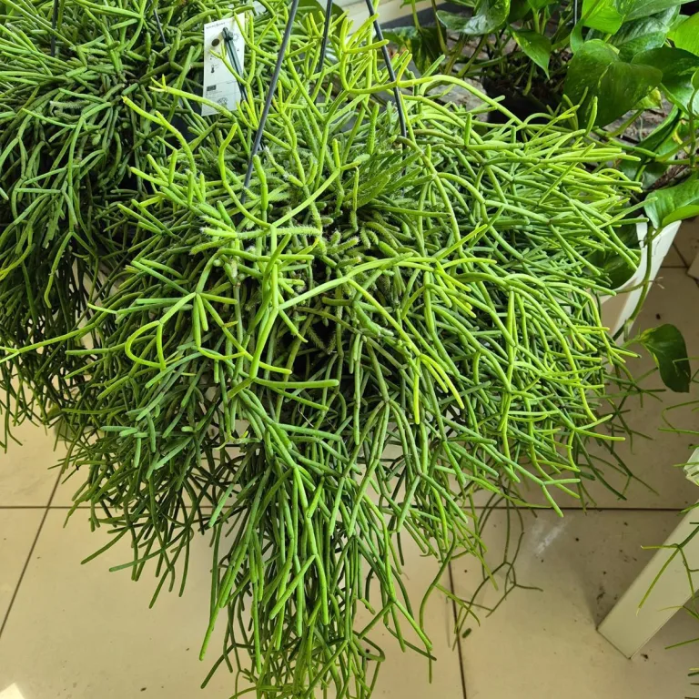 Patyczak ripsalis (Rhipsalis Heteroclada) 30cm