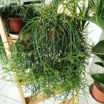 Patyczak, ripsalis (Rhipsalis Heteroclada) 70cm