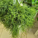 Patyczak ripsalis (Rhipsalis Heteroclada) 30cm