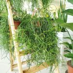 Patyczak, ripsalis (Rhipsalis Heteroclada) 70cm