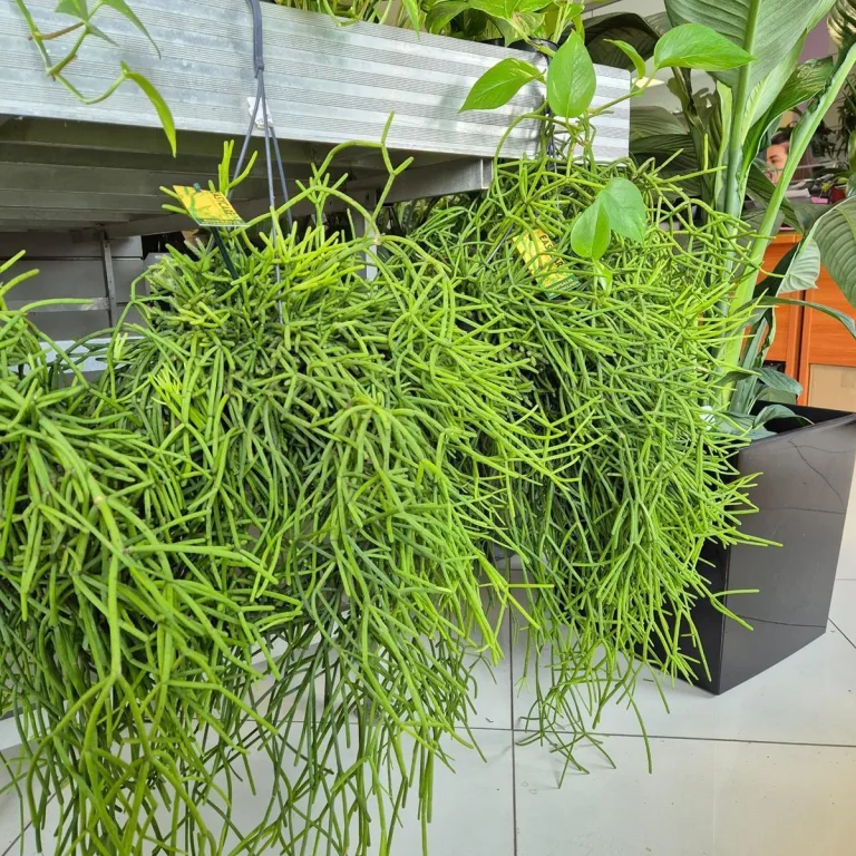 Patyczak ripsalis (Rhipsalis Heteroclada) 30cm