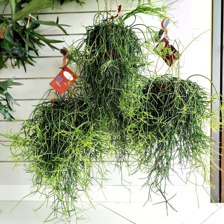 Patyczak, ripsalis (Rhipsalis Heteroclada) 70cm