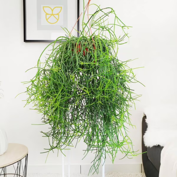 Patyczak, ripsalis (Rhipsalis Heteroclada) 70-80cm