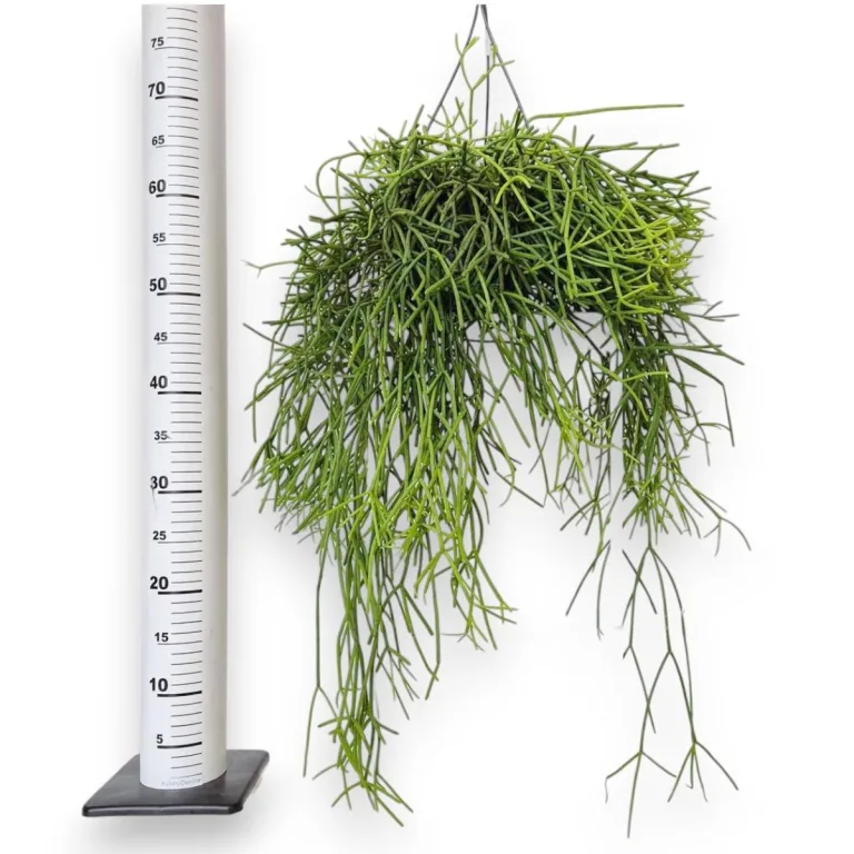 Patyczak ripsalis (Rhipsalis Heteroclada) 30cm