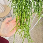 Patyczak ripsalis (Rhipsalis Heteroclada) 30cm